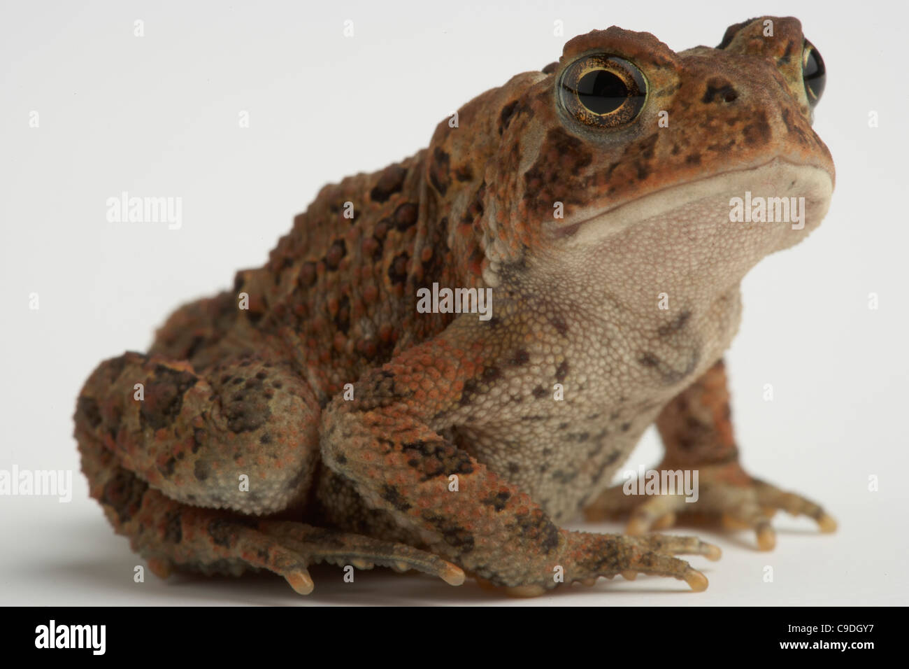 Close-up di un rospo americano (Bufo americanus) Foto Stock