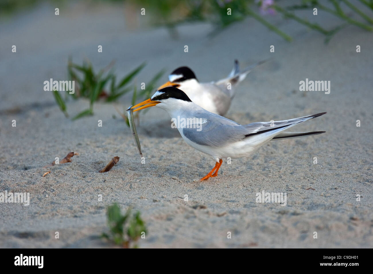 Fraticello (Sternula albifrons / Sterna albifrons) con pesce nel becco per i giovani nella colonia di allevamento sulla spiaggia, Zeebrugge, Belgio Foto Stock