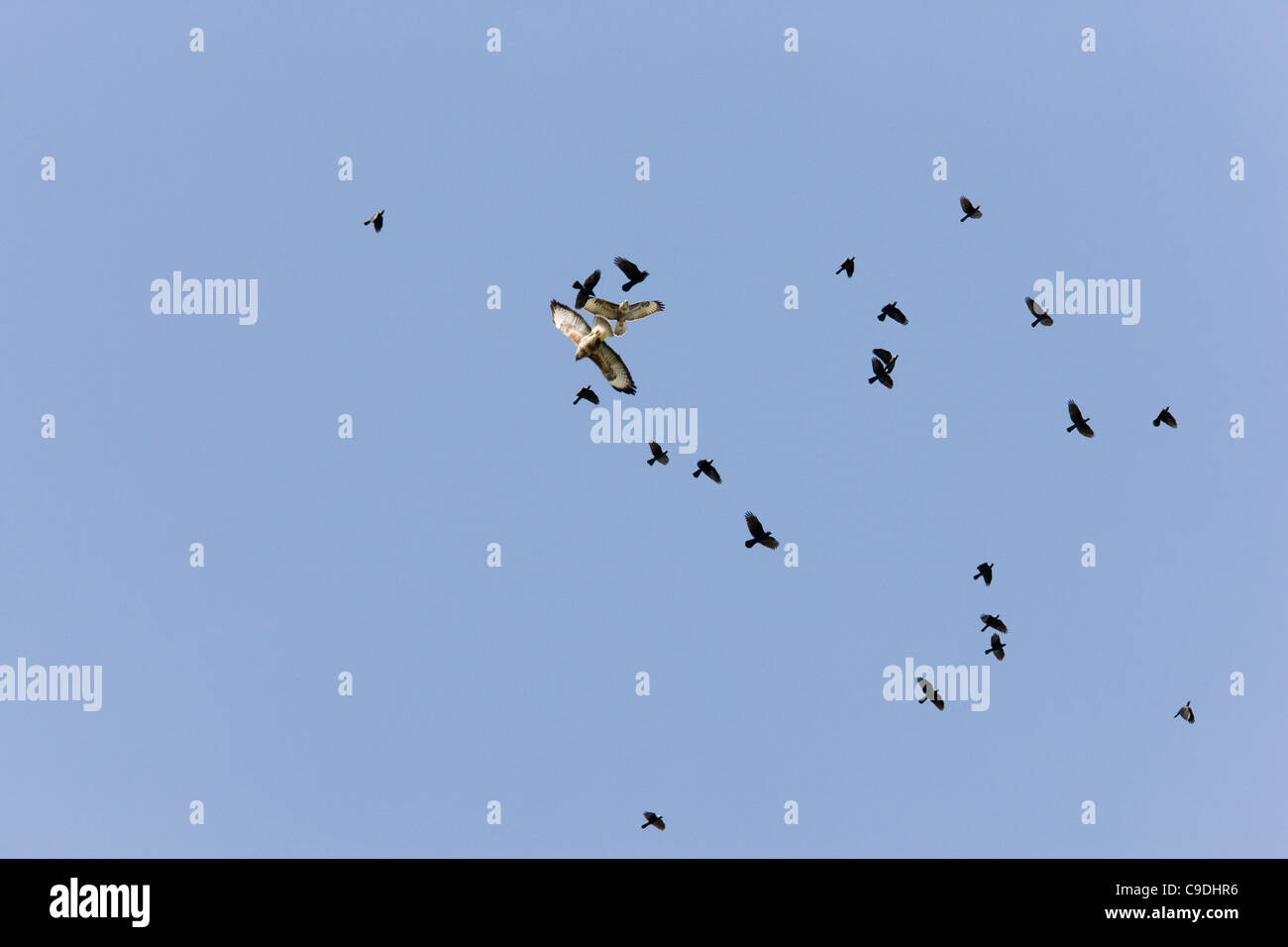 Stormo di corvi e jackdaws mobbing due poiane soaring su thermal correnti d'aria Foto Stock