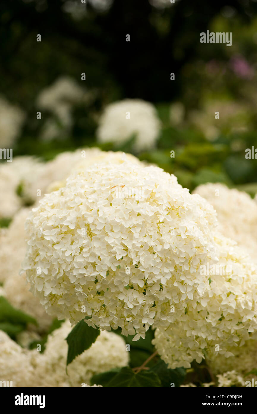 Hydrangea arborescens " Annabelle' AGM, in fiore Foto Stock