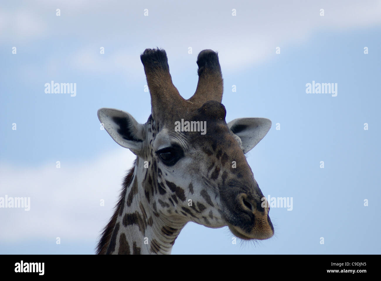 Tanzania wildlife safari una giraffa Foto Stock