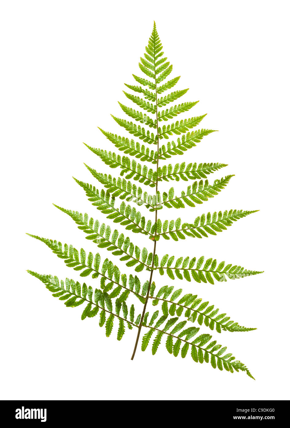 Foglia di felce, Giapponese scudo, felce Dryopteris erythrosora. Foto Stock