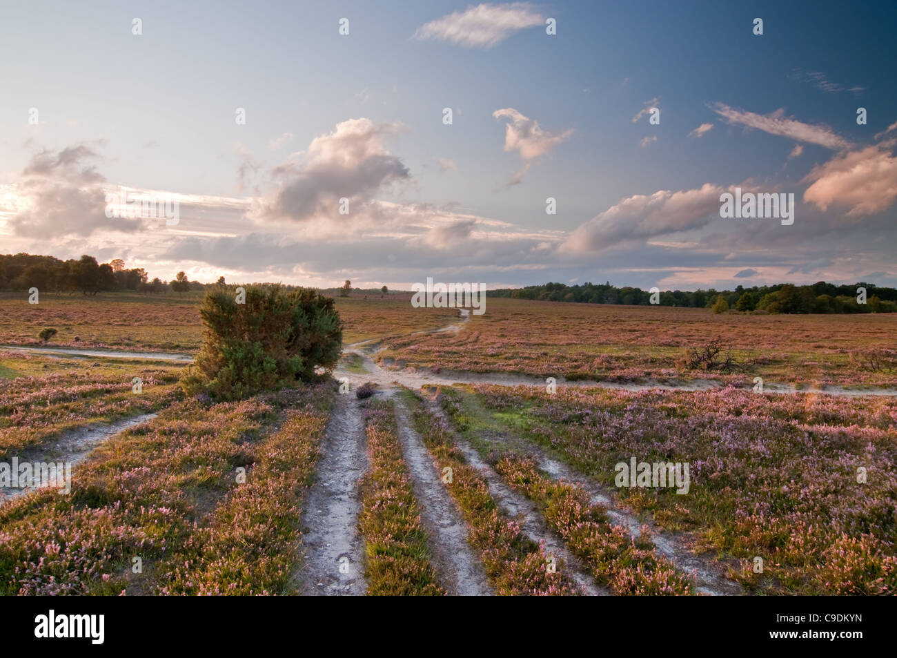 Vie convergenti a Matley Heath New Forest Foto Stock