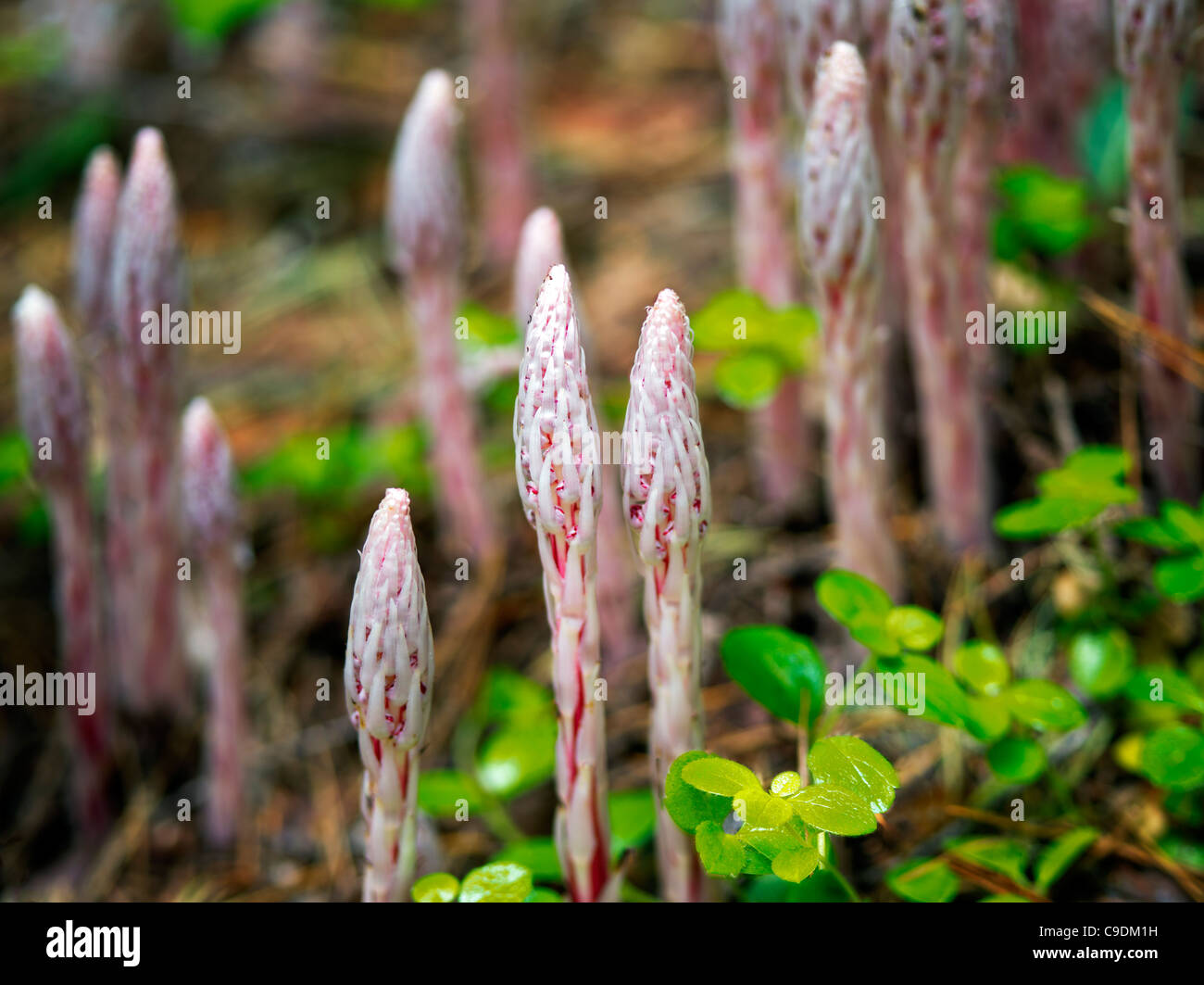 Barbiere pole, o caramelle Stick (Allotropa virgata). Rogue River National Forest, Oregon Foto Stock
