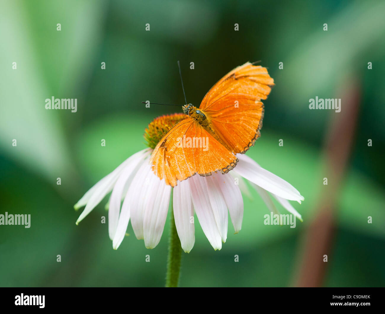 Una farfalla arancione è seduta su un fiore. Foto Stock
