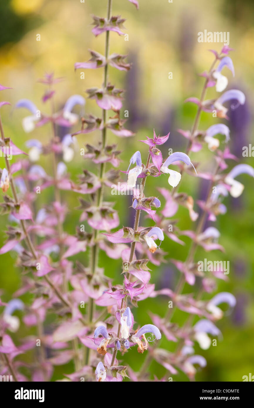 Salvia sclarea var turkestanica, salvia sclarea, in fiore Foto Stock