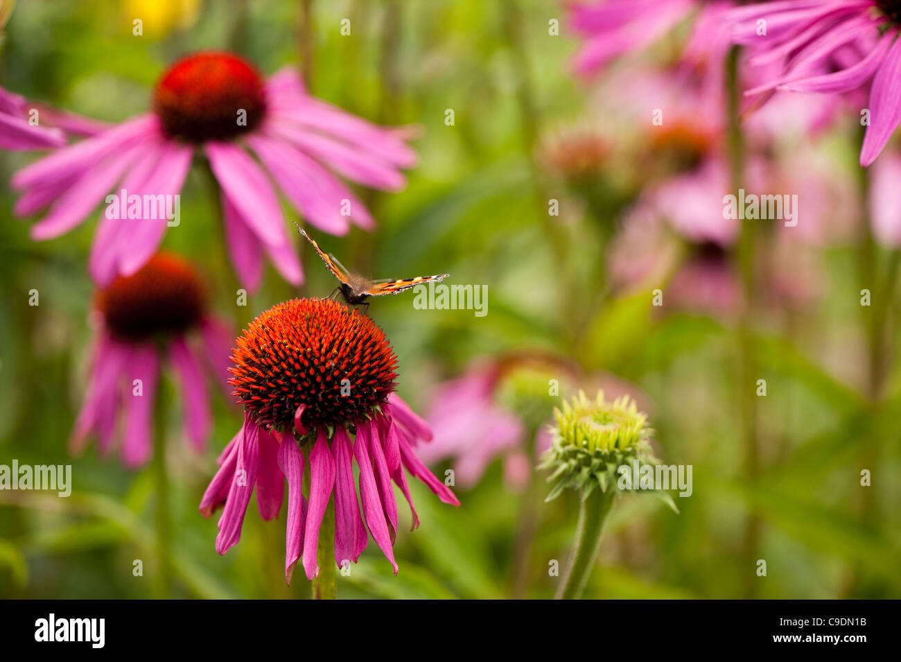 Echinacea purpurea, Purple Coneflower, con una tartaruga Butterfly Foto Stock