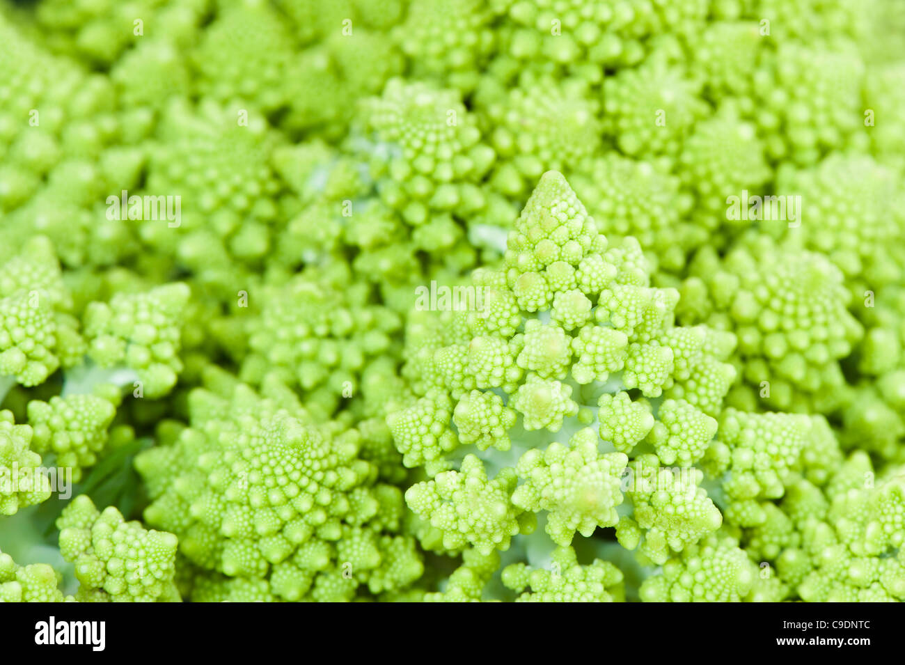 Romanesco broccoli o cavolo romano, Brassica oleracea Foto Stock