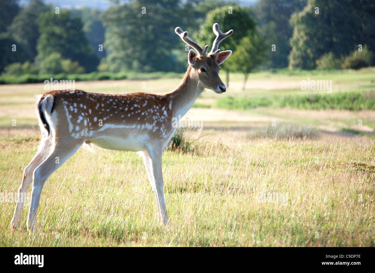 Un giovane maschio daini guarda fuori attraverso la Knole Park, Sevenoaks in estate. Il suo palchi hanno appena iniziato a crescere. Foto Stock