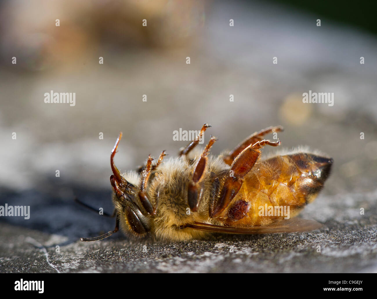 Dic. 23, 2011 - Roseburg, Oregon, Stati Uniti - morto un ape è visibile al di fuori del suo alveare in un frutteto in una fattoria vicino a Roseburg. Un acaro Varroa può essere visto dietro la gamba sul bee dell'addome. La causa di morte per questo bee non è noto ma la sindrome del collasso della colonia continua a essere un problema con alveari giornate mondiali Foto Stock