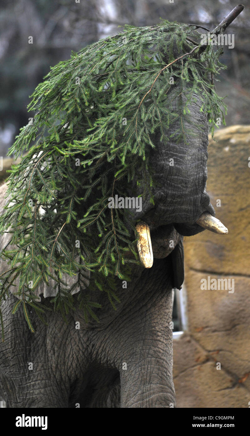 Gli elefanti mangiare alcuni alberi di Natale che nessuno ha comprato per Natale, Dvur Kralove nad Labem Zoo, Repubblica Ceca, Martedì, Dicembre 27, 2010. (CTK foto/Alexandra Mlejnkova) Foto Stock