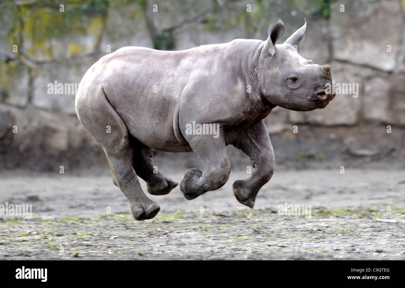 Circa tre mesi maschio del rinoceronte nero o gancio a labbro rinoceronte (Diceros simum) è chiamato Manny allo zoo in Dvur Kralove nad Labem, circa 100 km a nord-est da Praga, Repubblica Ceca, Dicembre 29, 2011. (CTK foto/Alexandra Mlejnkova) Foto Stock