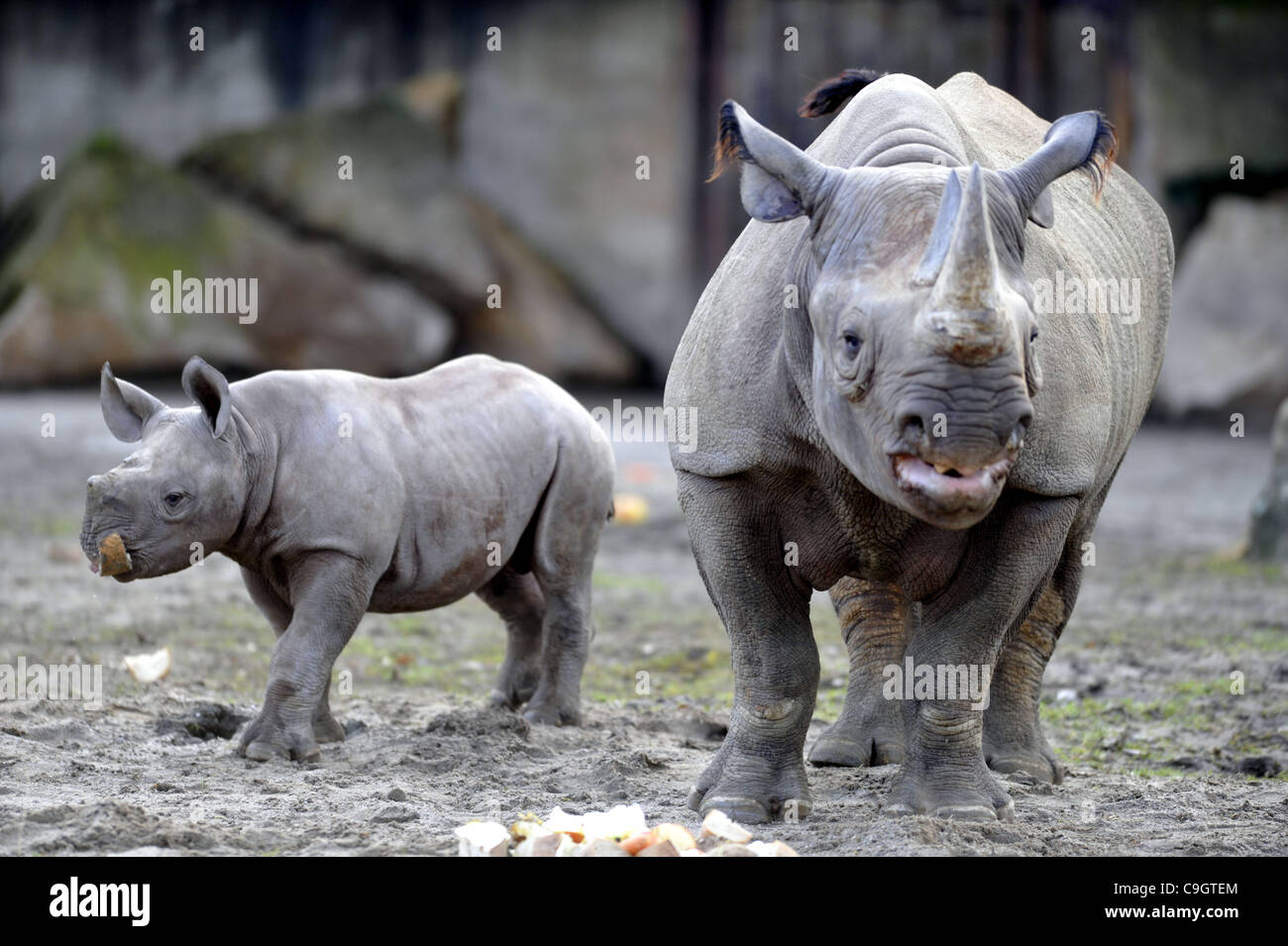 Circa tre mesi maschio del rinoceronte nero o gancio a labbro rinoceronte (Diceros simum) è chiamato Manny allo zoo in Dvur Kralove nad Labem, circa 100 km a nord-est da Praga, Repubblica Ceca, Dicembre 29, 2011. Nella foto è con la sua madre Maisha. (CTK foto/Alexandra Mlejnkova) Foto Stock