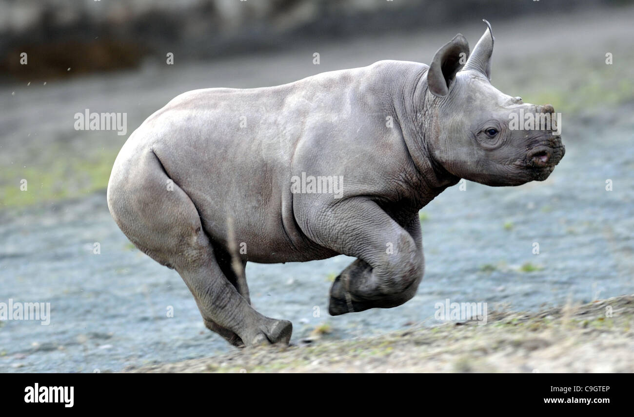 Circa tre mesi maschio del rinoceronte nero o gancio a labbro rinoceronte (Diceros simum) è chiamato Manny allo zoo in Dvur Kralove nad Labem, circa 100 km a nord-est da Praga, Repubblica Ceca, Dicembre 29, 2011. (CTK foto/Alexandra Mlejnkova) Foto Stock