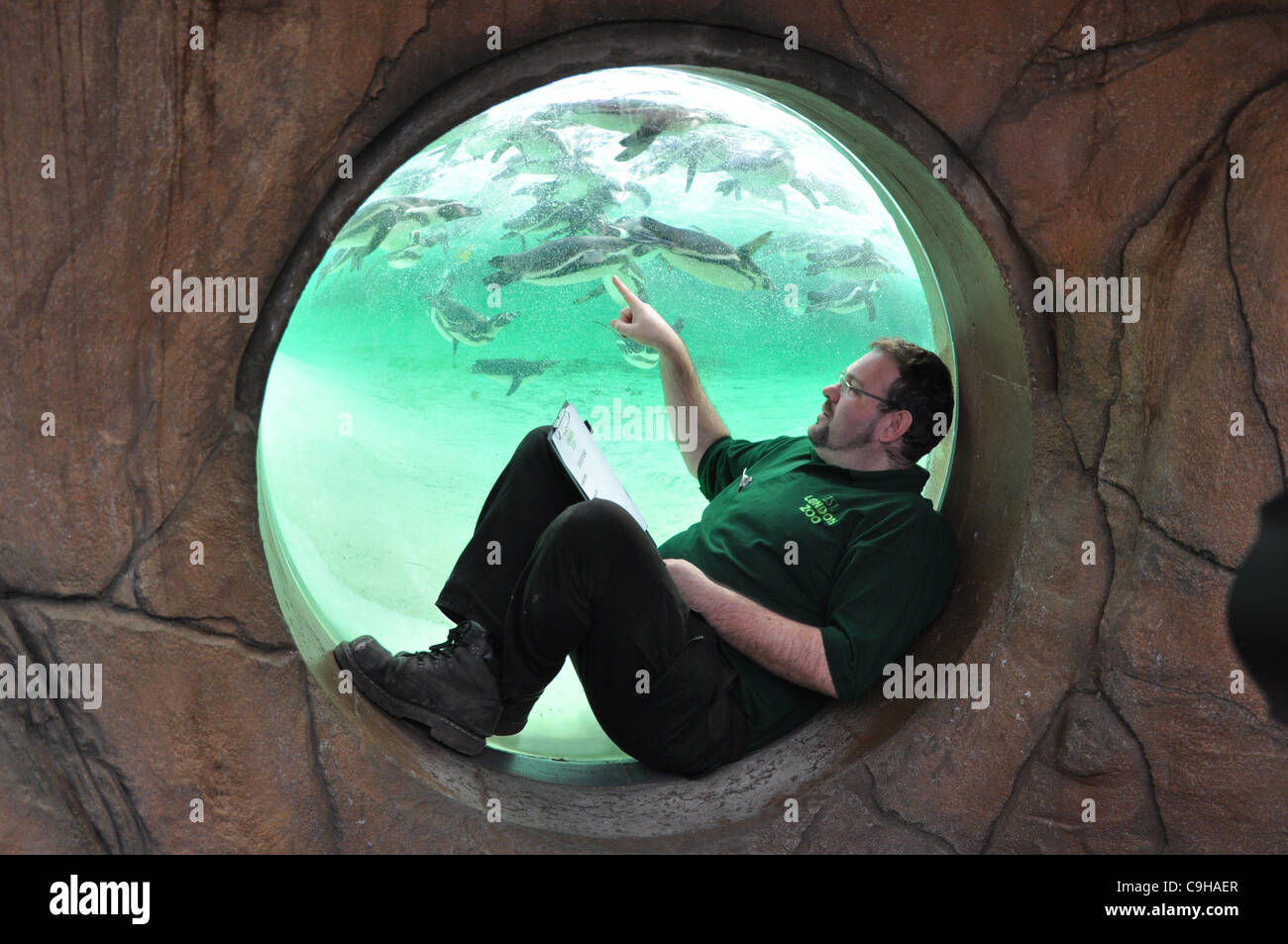London, Regno Unito 04/01/2012 pinguini essendo contati durante il London Zoo constatazione annua a Londra (Photo credit: Photobeat Immagini/Alamy) Foto Stock