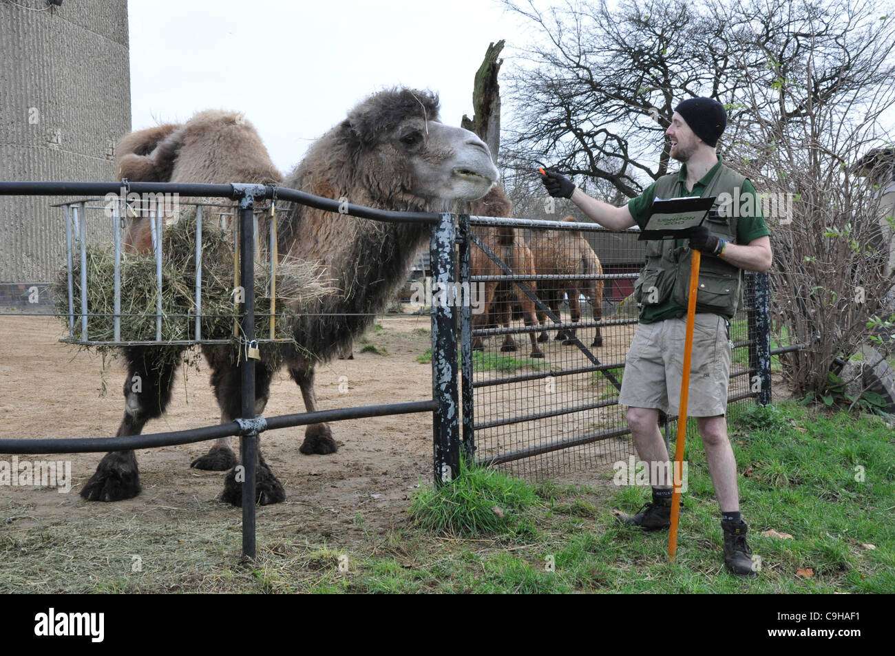London, Regno Unito 04/01/2012 cammelli essendo contati durante il London Zoo constatazione annua a Londra (Photo credit: Photobeat Immagini/Alamy) Foto Stock