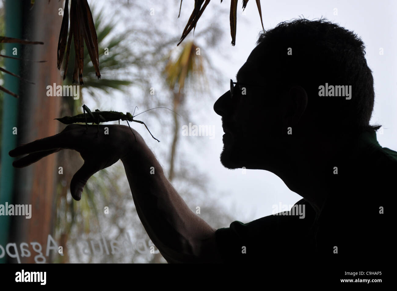 London, Regno Unito 04/01/2012 Una giungla Ninfa sui detentori di una mano durante il London Zoo constatazione annua a Londra (Photo credit: Photobeat Immagini/Alamy) Foto Stock
