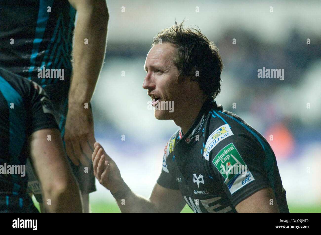 Il falco pescatore v Benetton Rugby Treviso - Heineken Cup fixture al Liberty Stadium di Swansea : Asprì Barry Davies. Foto Stock