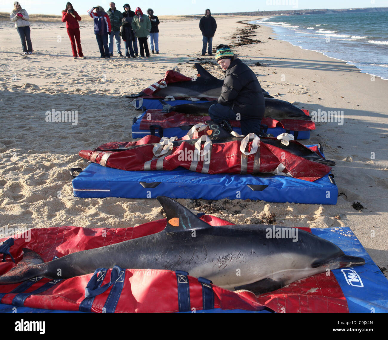 Quattro delfini comuni di aspettare di essere nuovamente rilasciata nella baia di Cape Cod a Scusset Beach in Sagamore Beach, ma Sabato, Gennaio 14th, 2012. I delfini sono alcuni di una stima di 30 delfini che elica lungo la baia di Cape Cod è rive da Dennis al Wellfleet. 11 i delfini sono stati rilasciati correttamente RETRO INT Foto Stock