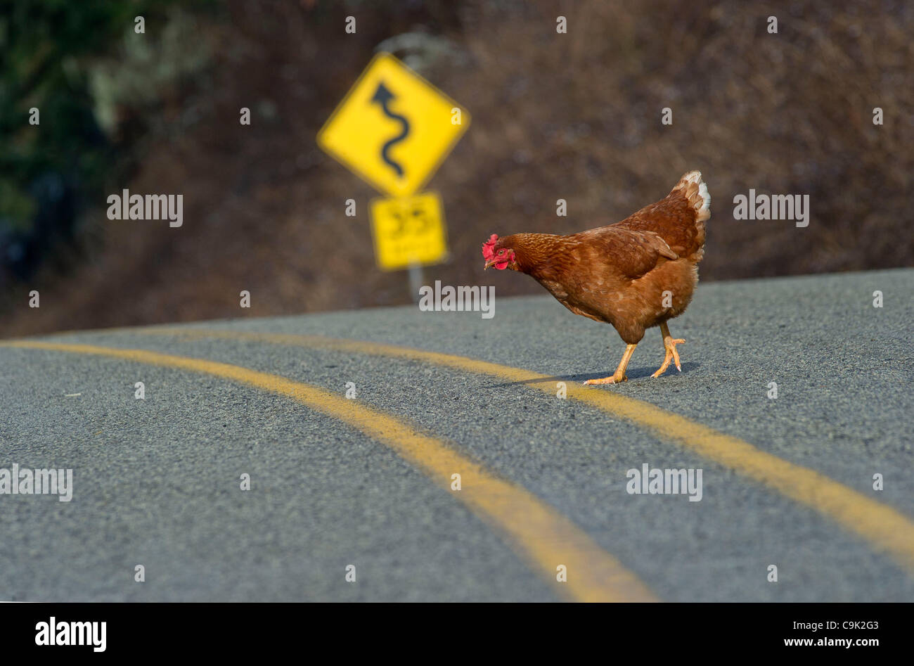 Gen. 16, 2012 - Oakland, Oregon, Stati Uniti - un pollo attraversa una strada in rurale della contea di Douglas vicino a Oakland, Ore. (credito Immagine: © Robin Loznak/ZUMAPRESS.com) Foto Stock