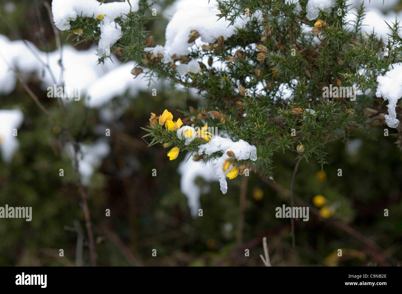 Gorse bush fioritura nel freddo dopo una nevicata significativa nel Galles del Sud delle Valli, UK. Foto Stock