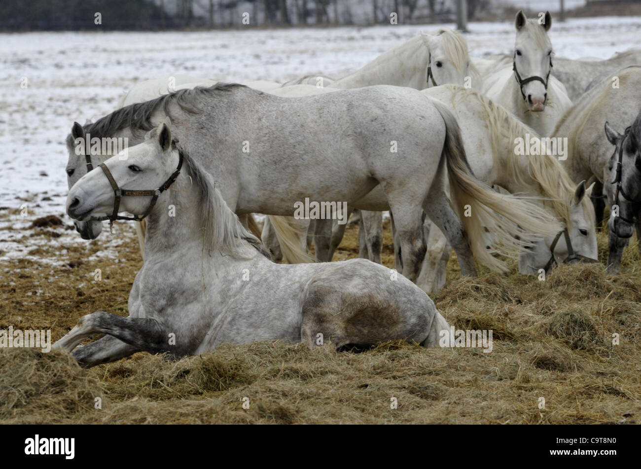 National Stud di Kladruby nad Labem, Repubblica Ceca il 17 febbraio 2011. Oldkladrubs cavalli bianchi sono di razza nella vi. (CTK foto/Alexandra Mlejnkova) Foto Stock