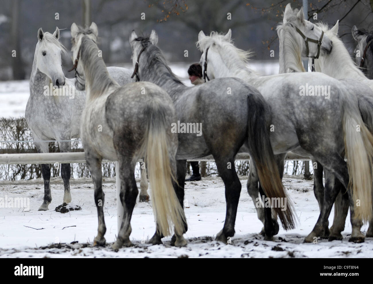 National Stud di Kladruby nad Labem, Repubblica Ceca il 17 febbraio 2011. Oldkladrubs cavalli bianchi sono di razza nella vi. (CTK foto/Alexandra Mlejnkova) Foto Stock