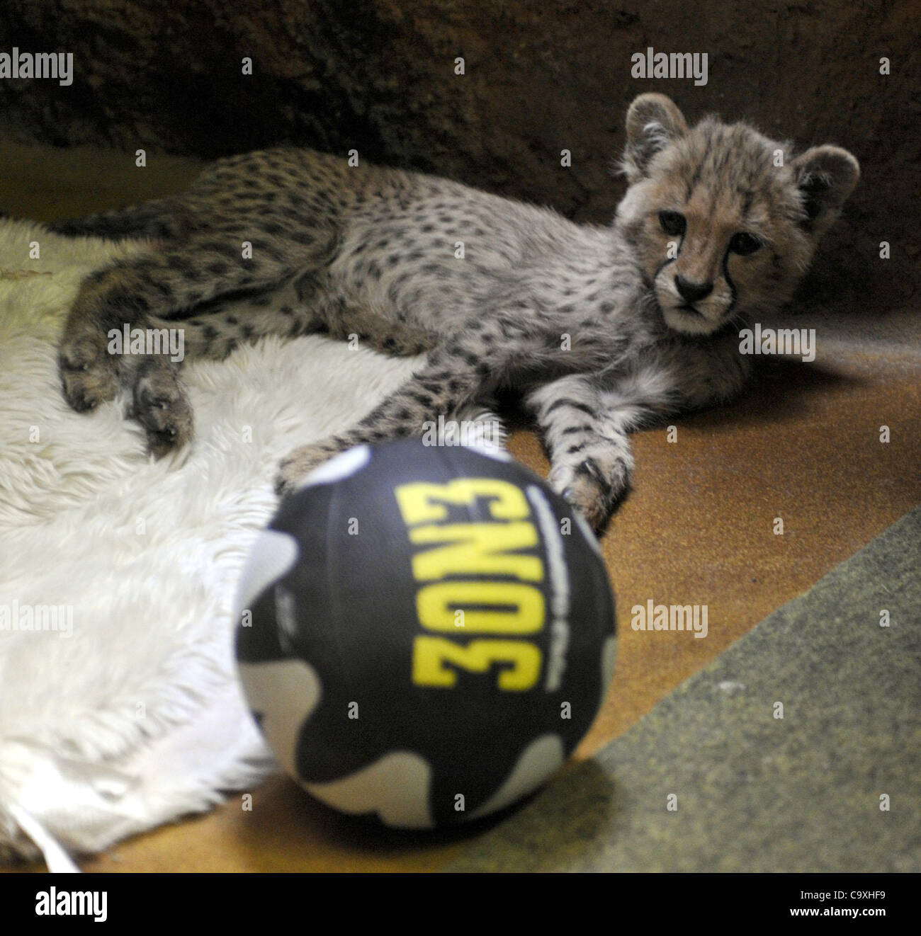 Dvur Kralove nad Labem, Repubblica Ceca. 1 Marzo, 2012. Un ghepardo maschio cucciolo nato nel dicembre dello scorso anno è dato il nome di Deni allo Zoo di Dvur Kralove nad Labem, Repubblica Ceca. Credito: Alexandra Mlejnkova/CTK/Alamy Live News Foto Stock