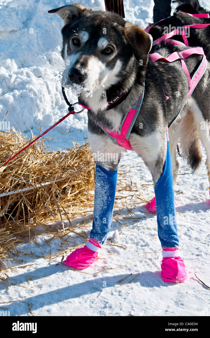 Iditarod Fashion statements e rosa consapevolezza del cancro babbucce fare Dee Dee Jonrowe di slitte trainate da cani di quelli più cool sul sentiero, Iditarod 2012, Alaska Foto Stock