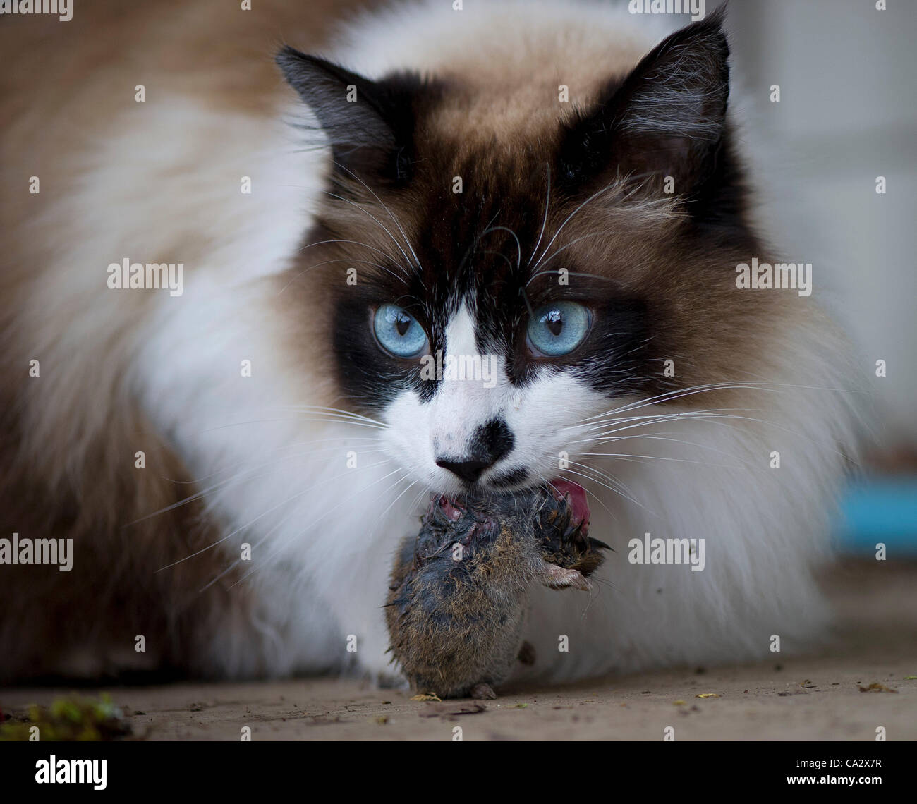 Marzo 28, 2012 - Oakland, Oregon, Stati Uniti - un gatto domestico uccide e si prepara a mangiare un topolino selvatico ha catturato in un campo vicino alla sua casa di campagna in rurale della contea di Douglas vicino a Oakland, Ore. (credito Immagine: © Robin Loznak/ZUMAPRESS.com) Foto Stock