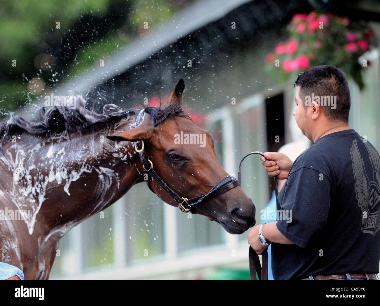 Giugno 8, 2012 - Elmont, New York, Stati Uniti - Belmont Stakes contender Optimizer, addestrati da D Wayne Lukas, riceve un bagno a Belmont Park davanti a domani le Belmont Stakes il 9 giugno. (Credito Immagine: © Bryan Smith/ZUMAPRESS.com) Foto Stock