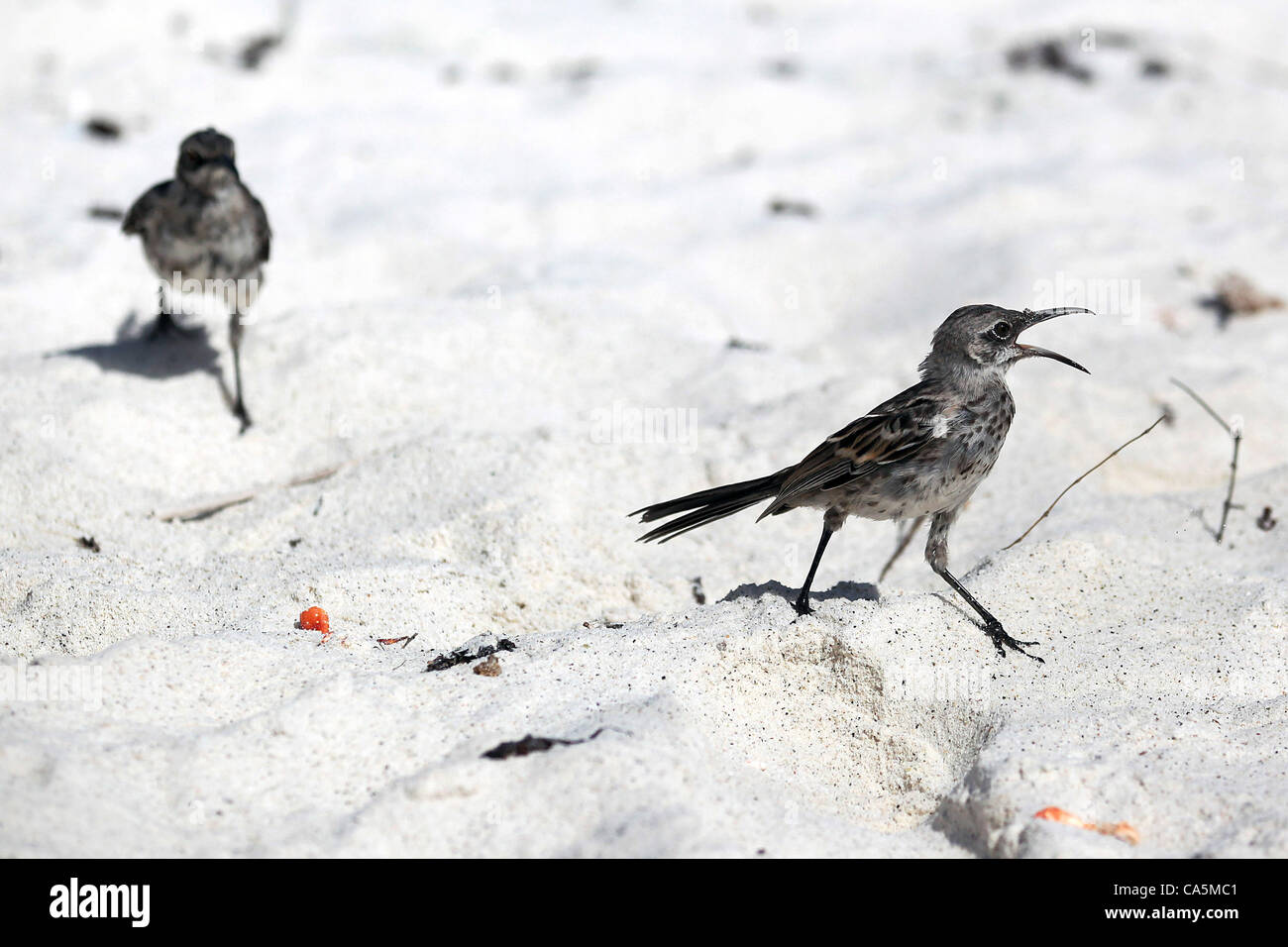 Giugno 12, 2012 - All'Isola Espanola, Galapagos, Ecuador - Due mockingbirds cofano sono fotografati su una spiaggia all'Isola Espanola nelle Galapagos. (Credito Immagine: © Julia Cumes/ZUMAPRESS.com) Foto Stock