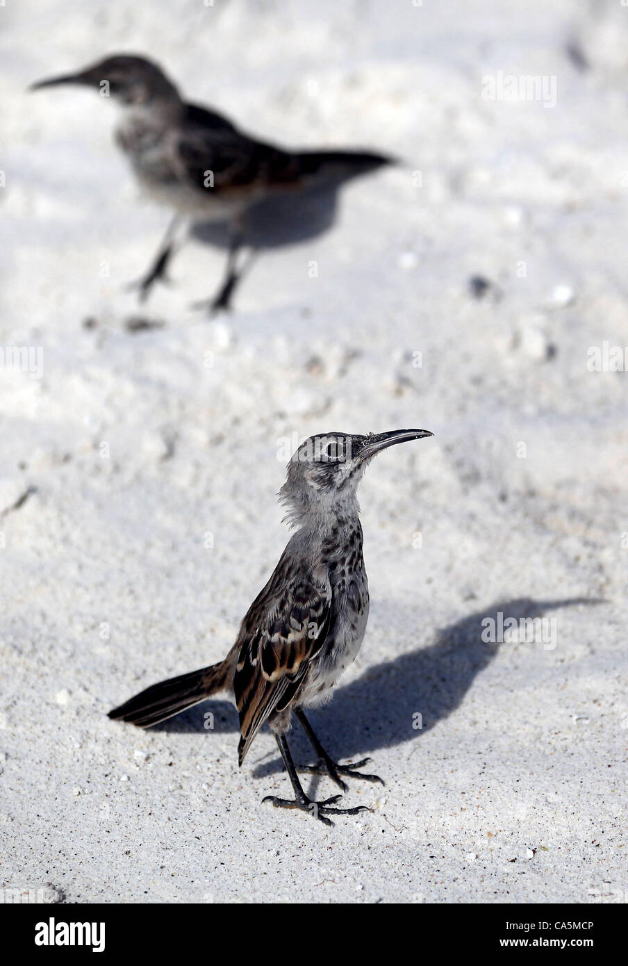 Giugno 12, 2012 - All'Isola Espanola, Galapagos, Ecuador - Due mockingbirds cofano sono fotografati su una spiaggia all'Isola Espanola nelle Galapagos. (Credito Immagine: © Julia Cumes/ZUMAPRESS.com) Foto Stock