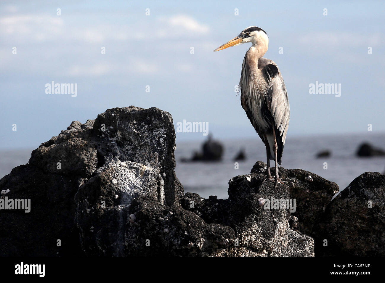 Giugno 12, 2012 - Isabela Island, Galapagos, Ecuador - un airone blu è fotografato su Isabela Island nelle Galapagos. I grandi aironi blu nelle Galapagos principalmente mangiare iguane marine, lava lucertole e comune dei pesci. (Credito Immagine: © Julia Cumes/ZUMAPRESS.com) Foto Stock