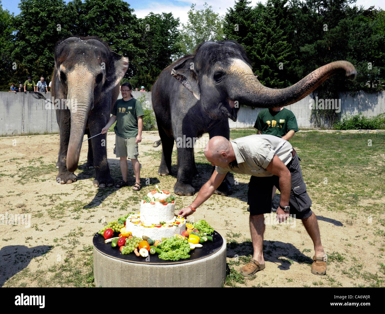 Elefante femmina Delhi celebra il venticinquesimo anniversario dall'arrivo nel giardino zoologico in Usti nad Labem, Repubblica Ceca il 18 giugno 2012. Delhi mangia frutta e verdura, la torta con la Kala. (CTK foto/Libor Zavoral) Foto Stock