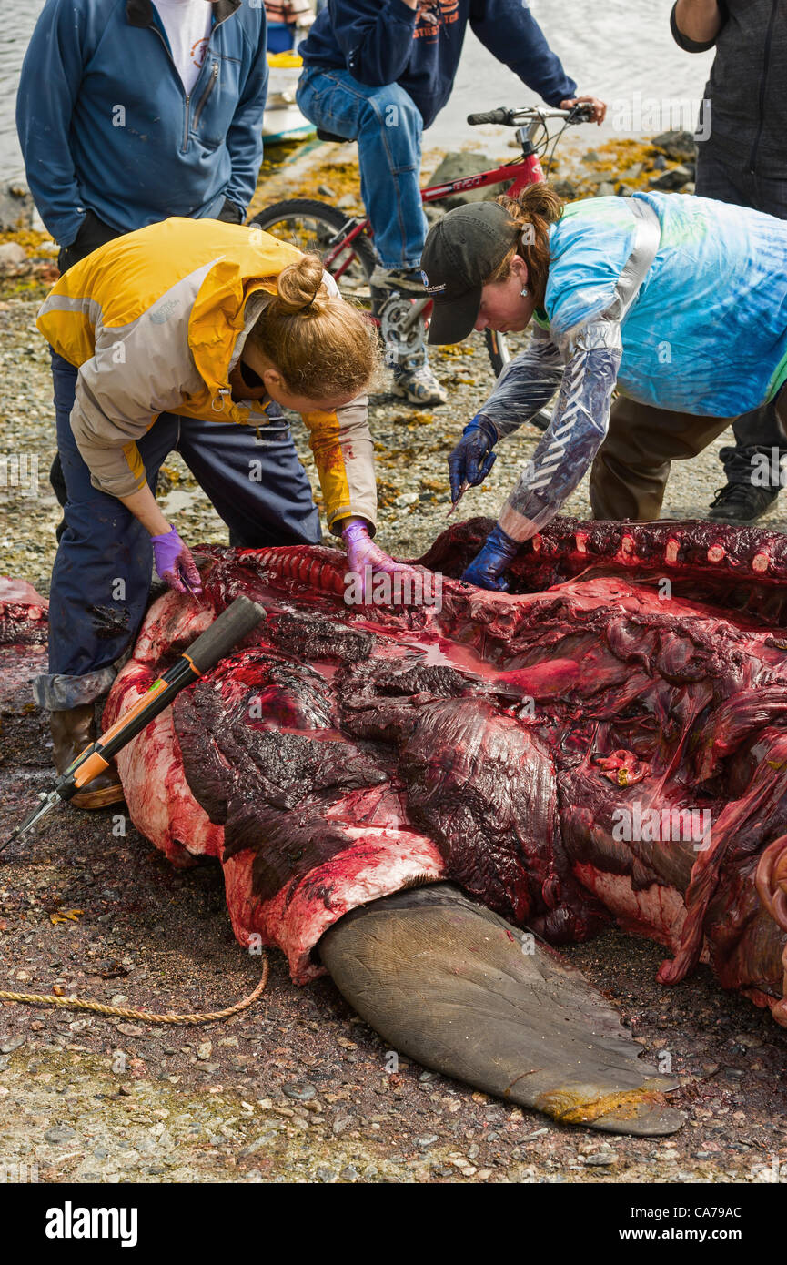 Sitka in Alaska, 20 giugno 2012 biologi, Ellen Chenoweth e Rachel Berngartt ispezionando l'esofago, cercando la pesca gancio durante l'autopsia dei maschi di Steller Sea Lion. Il leone di mare morto da infezione dopo ingestione di attrezzi da pesca. Foto Stock