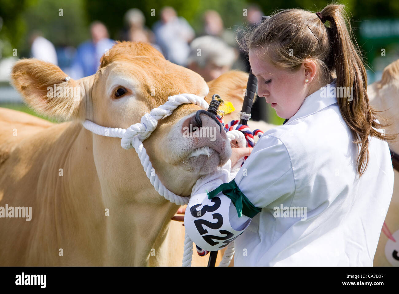 Lincolnshire Eventi Centro, REGNO UNITO, 20 giugno 2012. I concorrenti in uno degli anelli di bestiame per il giorno di apertura del 2012 Lincolnshire Visualizza Foto Stock