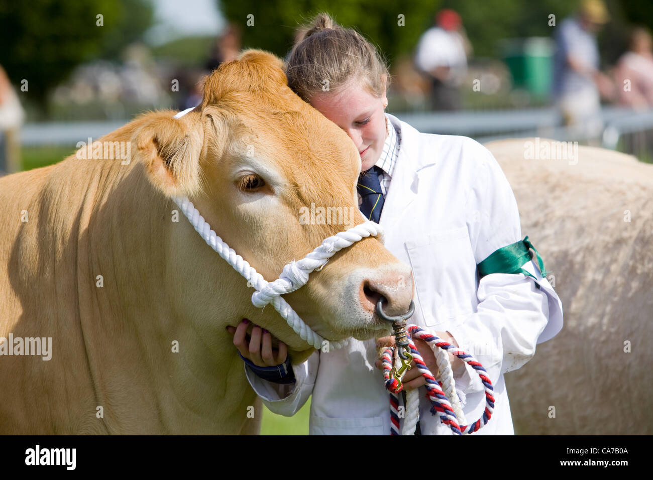 Lincolnshire Eventi Centro, REGNO UNITO, 20 giugno 2012. I concorrenti in uno degli anelli di bestiame per il giorno di apertura del 2012 Lincolnshire Visualizza Foto Stock