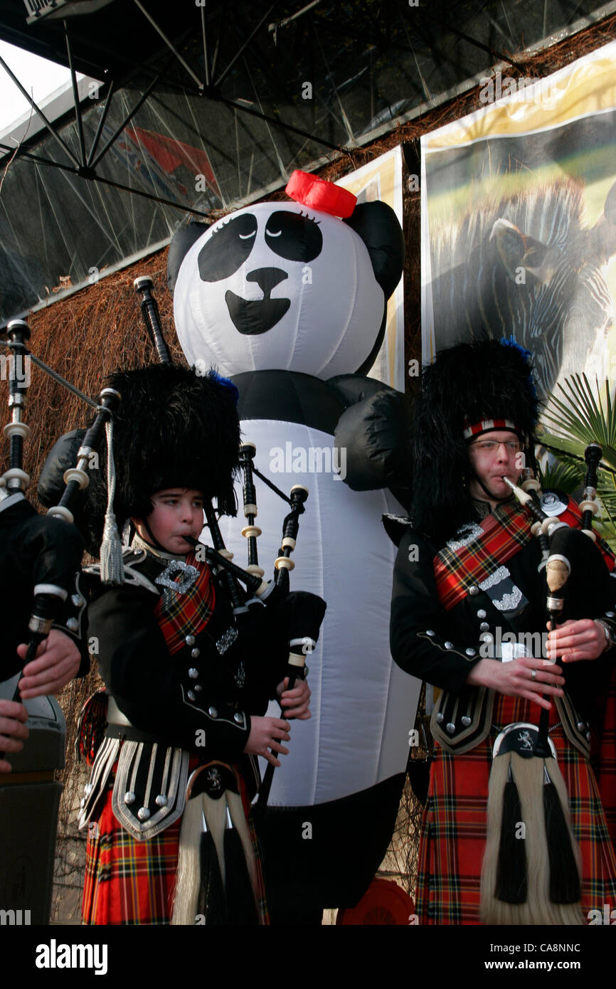 04/12/11 Panda Giganti arrivano presso lo Zoo di Edimburgo. Tian Tian e Yang Guang aka Sweetie e sole arriva a Edinburgh Zoo a un tradizionale benvenuto da una pipe band e i ragazzi della scuola media locale. Foto Stock