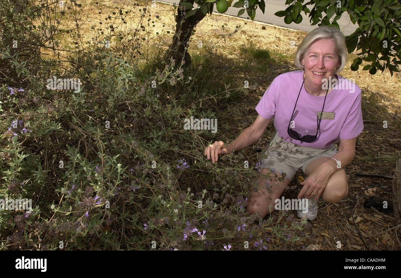 (Pubblicato il 16/09/2004, NC-9; Ni-6, UTS1832537) National Wildlife Federation Habitat Steward Carol Killebrew si inginocchia vicino a Cleveland salvia in un giardino sulla proprietà di fronte alla Foresta di noi la stazione di servizio a Ramona. UT/Giovanni Gastaldo Foto Stock