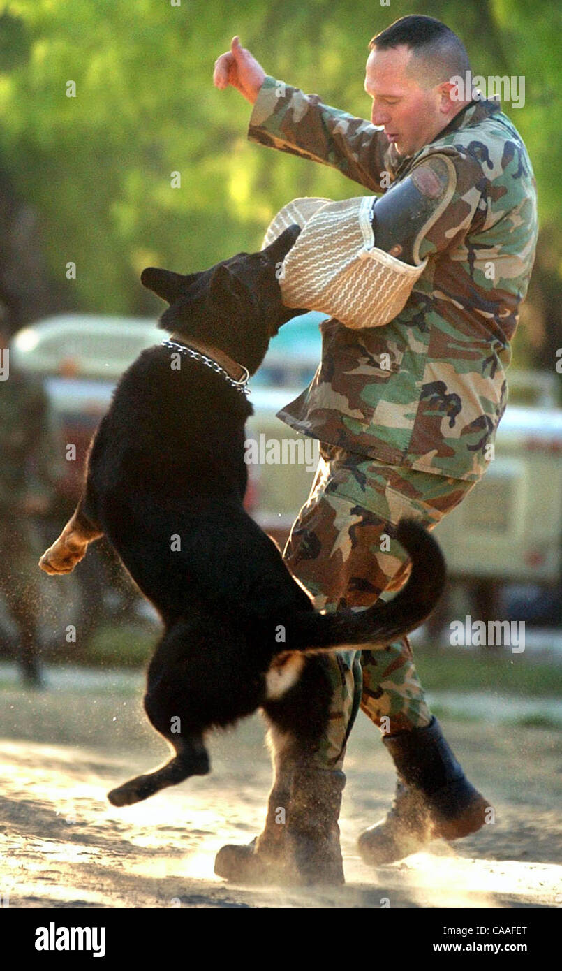 Il personale SGT Scott Stitt agisce come esca durante la fase di formazione di un cane militare. I cani hanno giocato un ruolo chiave durante il tempo di guerra nel corso di tutta la storia. I militari cane da lavoro Programma a Lackland AFB treni cani per dovere. NICOLE FRUGE/personale (si prega di mettere l accento sulla "e" in FRUGE) Foto Stock