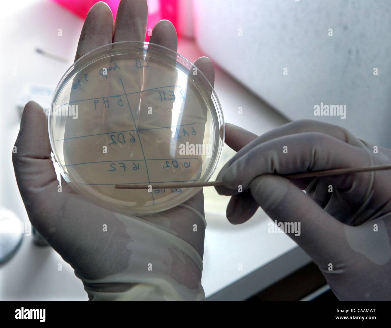 (Pubblicata il 4/1/2005, A-1) SLrna237535x002/Mar 30---studente di Ph.D Massirer Katlin è la presenza di striature batteri contenenti il doppio filamento di RNA contro diversi geni nel genoma. UCSD gli scienziati stanno studiando come RNA --- il materiale genetico che trascrive le informazioni del DNA in proteine -- l'edificio bloc Foto Stock