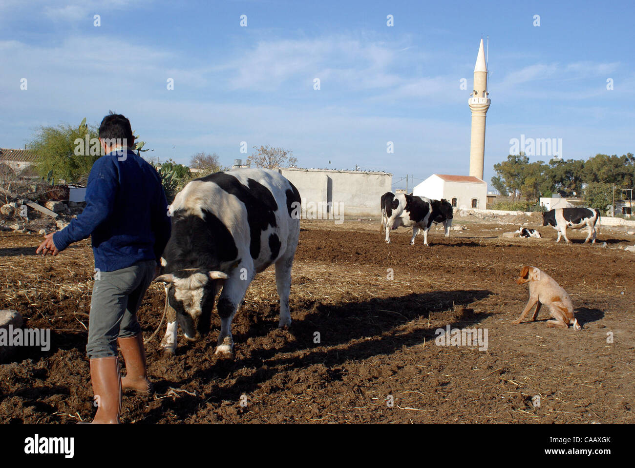 Dic 13, 2003; Mutluyaka/Stilos, Repubblica Turca di Cipro Nord; un bagno turco-cipriota, agricoltore un rifugiato da Cipro del Sud, nel villaggio di Mutluyaka/Stilos, Cipro del Nord, calma la sua bolla. Se le cose non cambieranno, egli dice che vuole lasciare. Foto Stock