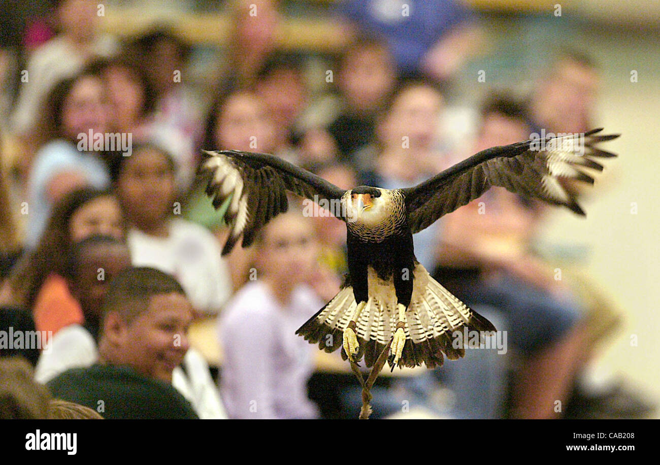 WELLINGTON - Un caracara crestato piomba verso il basso attraverso il centro di un auditorium pieno di studenti al Polo Park Middle School di Wellington. L'uccello è stato parte di una presentazione fatta su uccelli di preda da gestore esperto Doris Mager. Foto di Damon Higgins/Palm Beach post/033004 NON PER DISTRIB Foto Stock