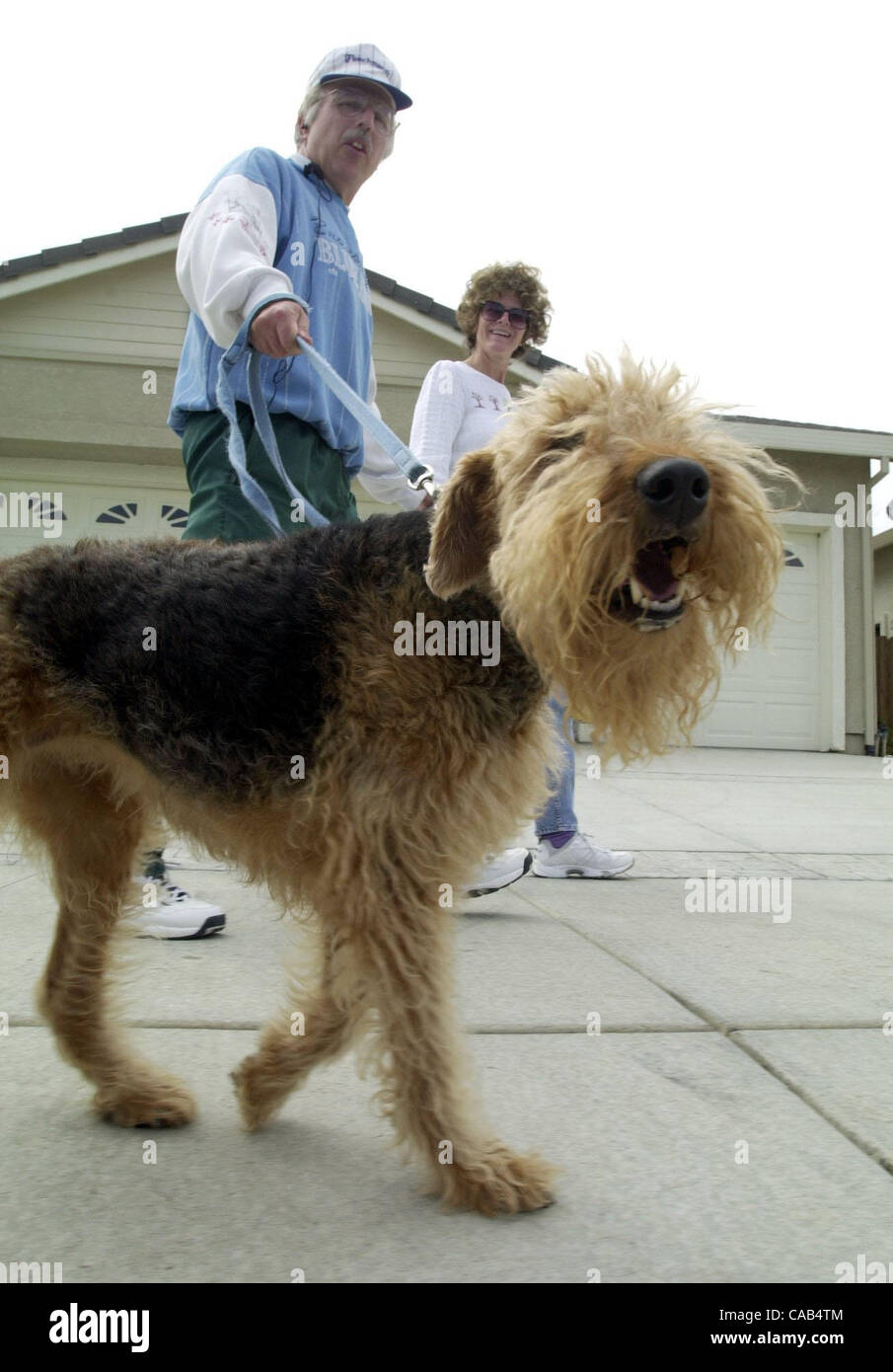 Marta, un cane Airedale, passa per una passeggiata nel suo quartiere di Brentwood con proprietari Allen Herman e sua moglie Annalle Herman Lunedì, 20 aprile 2004. La coppia viene miscelato per l idea di un dog park in Brentwood. Dicono che hanno avuto un problema aggressiva con i cani randagi mentre sul loro passeggiate. (CONTRA Foto Stock