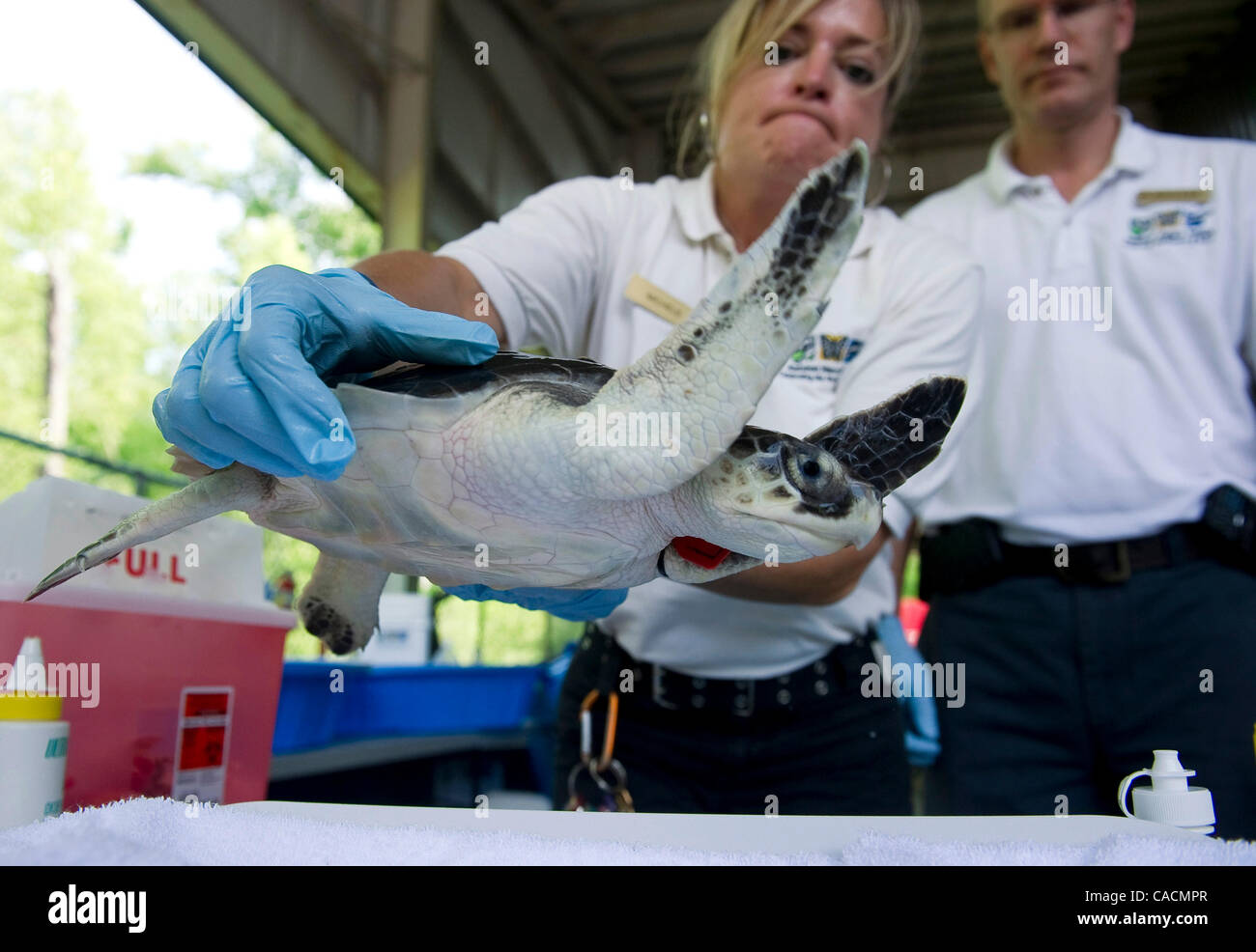 Giugno 10, 2010 - New Orleans, Louisiana, USA - un pericolo Kemps Ridley tartaruga di mare, che è stato salvato dopo essere stato trovato rivestito con olio dalla Deepwater Horizon fuoriuscite di olio, viene trattata a la natura Audubon InstituteÃ•s Centro per la ricerca delle specie in via di estinzione in New Orleans. Poiché l'inizio della Foto Stock