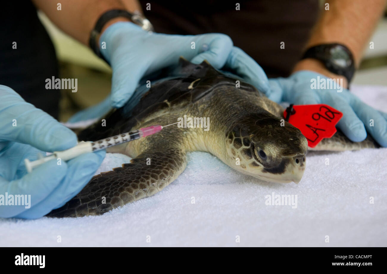 Giugno 10, 2010 - New Orleans, Louisiana, USA - un pericolo Kemps Ridley tartaruga di mare, che è stato salvato dopo essere stato trovato rivestito con olio dalla Deepwater Horizon fuoriuscite di olio, viene trattata a la natura Audubon InstituteÃ•s Centro per la ricerca delle specie in via di estinzione in New Orleans. Poiché l'inizio della Foto Stock