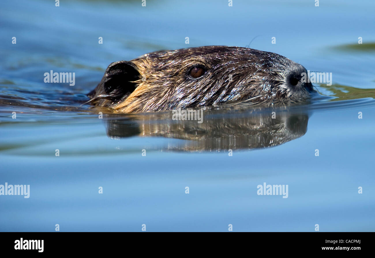 Sett. 24, 2010 - Roseburg, Oregon, Stati Uniti - Una nutria nuota in uno stagno in Roseburg. Nutria sono grandi roditori originariamente dal Sud America. Nutria sono considerati una specie invasive in Nord America. (Credito Immagine: © Robin Loznak/ZUMApress.com) Foto Stock