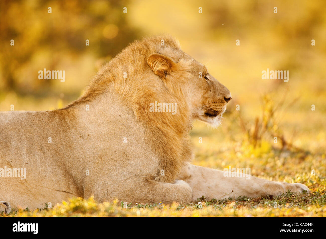 Jul 26, 2010 - Addo, Sud Africa - Lion al tramonto nel Parco Nazionale di Addo in Sud Africa. L'elefante originale sezione del Parco fu proclamato nel 1931, quando solo undici elefanti sono rimasti nella zona, oggi questo finemente sintonizzati ecosistema è un santuario per oltre 450 elefanti, bufali, nero r Foto Stock