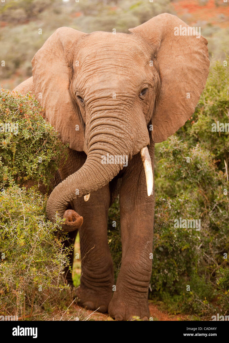 Jul 26, 2010 - Addo, Sud Africa - maschio dell' elefante africano nel Parco Nazionale di Addo in Sud Africa. L'elefante originale sezione del Parco fu proclamato nel 1931, quando solo undici elefanti sono rimasti nella zona, oggi questo finemente sintonizzati ecosistema è un santuario per oltre 450 elefanti, bufali, Foto Stock